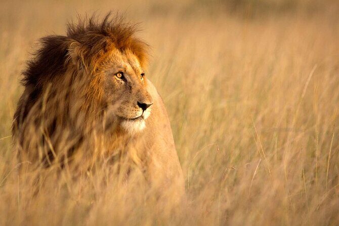 5 Days Special Safari to see migration - Final Day: Encountering the Big Five in Ngorongoro