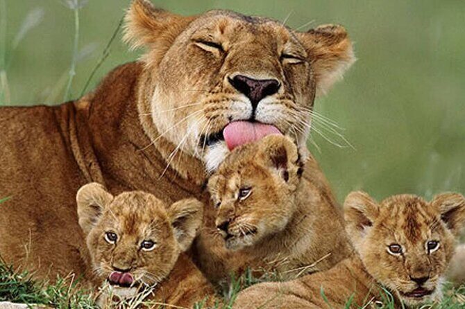 5 Days Special Safari to see migration - What Makes This Tour Stand Out?