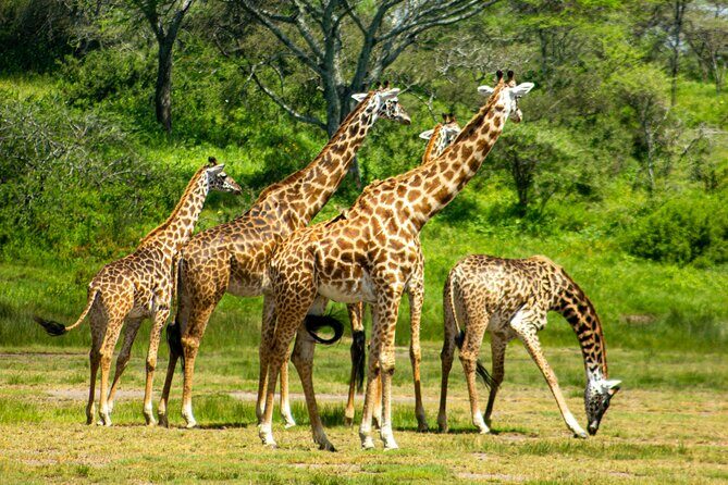 5 Days Tanzania Adventures Safaris - Analyzing the Value