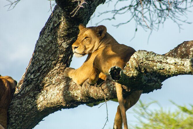 5 Days Tanzania Adventures Safaris - Practicalities and Logistics