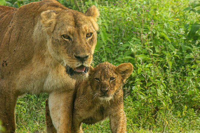 5 Days Tanzania Adventures Safaris - FAQ