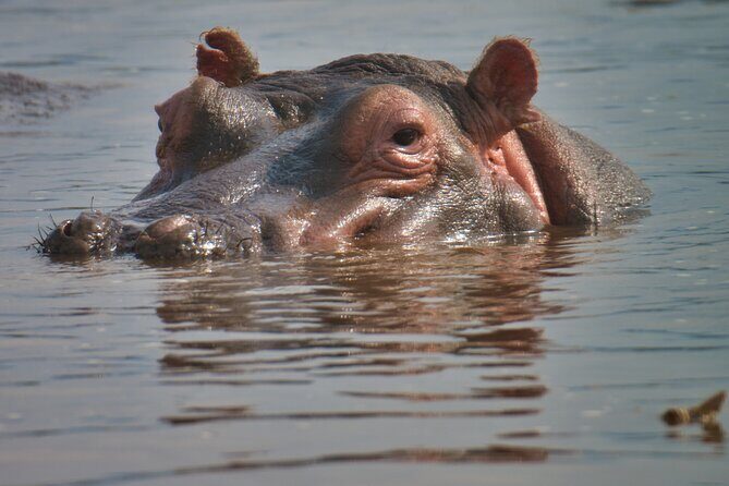 5 Days Tanzania Budget Camping Safari from Arusha - An In-Depth Look at the Tour