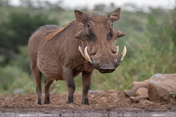5 Days Tanzania Budget Camping Safari from Arusha - Who Is This Tour Best Suited For?