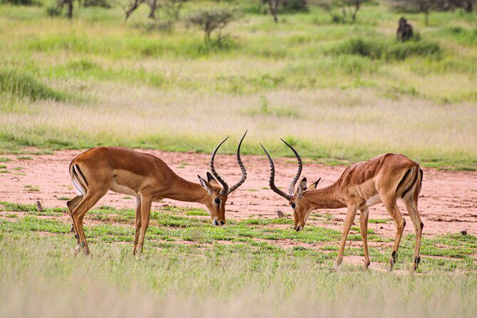 5 Days Tanzania Family Safari - The Value Proposition