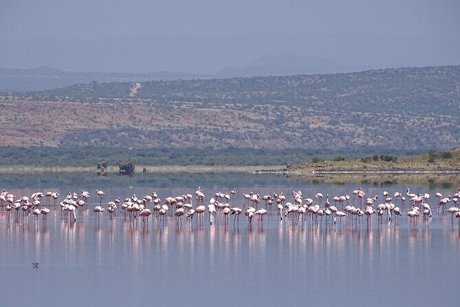 5 Days Tanzania Family Safari - Frequently Asked Questions (FAQs)