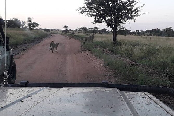 5 Days Tanzania Group Joining Safari, Tarangire/Serengeti/Ngorongoro Crater - The Itinerary Breakdown: What to Expect