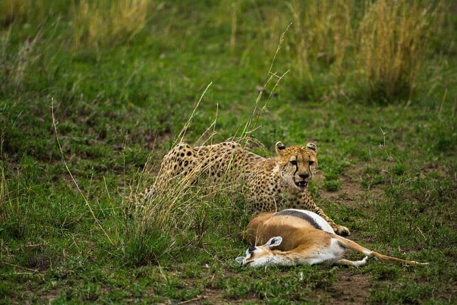 5 Days Tanzania Group Joining Safari, Tarangire/Serengeti/Ngorongoro Crater - Price and Value Analysis