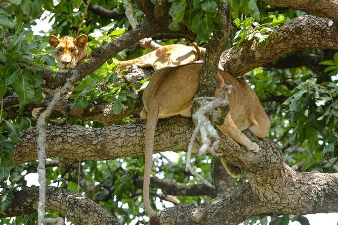 5 Days Tanzania Group Joining Safari, Tarangire/Serengeti/Ngorongoro Crater - Final Thoughts