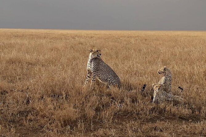 5 Days Tanzania Group Joining Safari, Tarangire/Serengeti/Ngorongoro Crater - FAQs