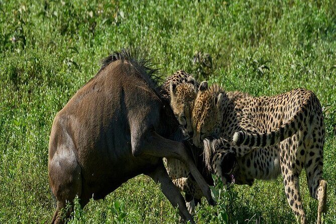 5-Days Tanzania Joining Group Safari : Best Price 2025/2026 - Key Points
