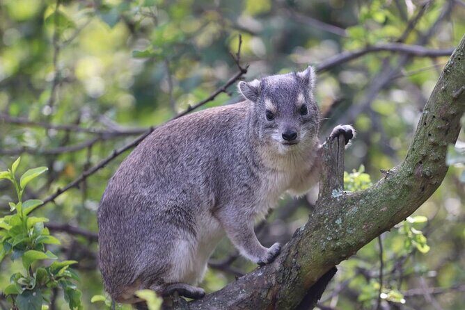 5 Days Tanzania Joining Safari with Pick Up Included Shared Tour - Key Points