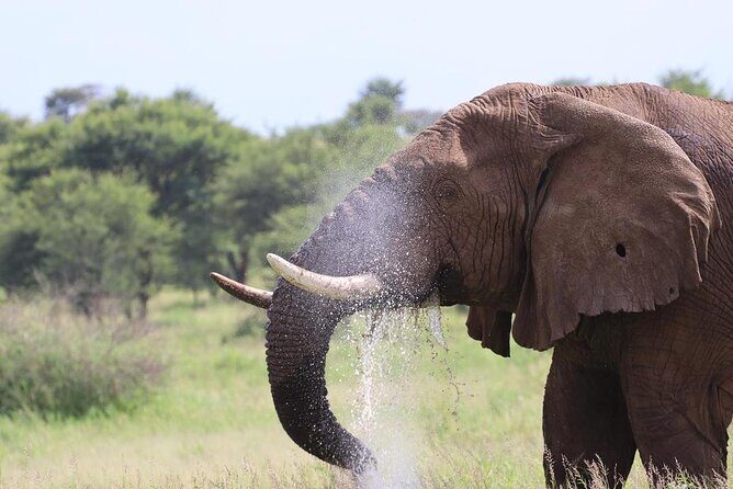 5 Days Tanzania Joining Safari with Pick Up Included Shared Tour - An In-Depth Look at the Safari Experience