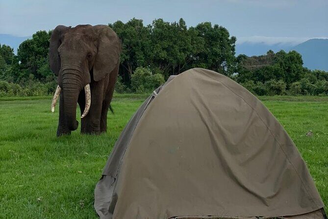 5 Days Tanzania Joining Safari with Pick Up Included Shared Tour - How This Tour Brings Value
