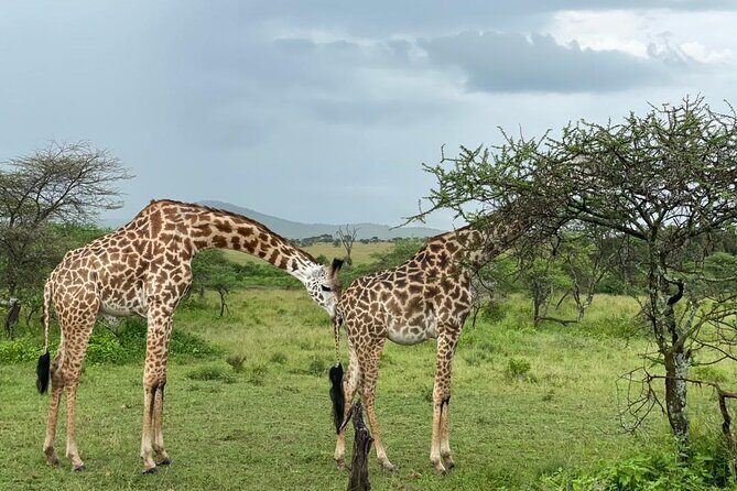 5 Days Tanzania Joining Safari with Pick Up Included Shared Tour - Who Should Consider This Safari?