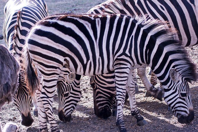 5 days Tanzania midrange lodge Private safari - Frequently Asked Questions (FAQs)