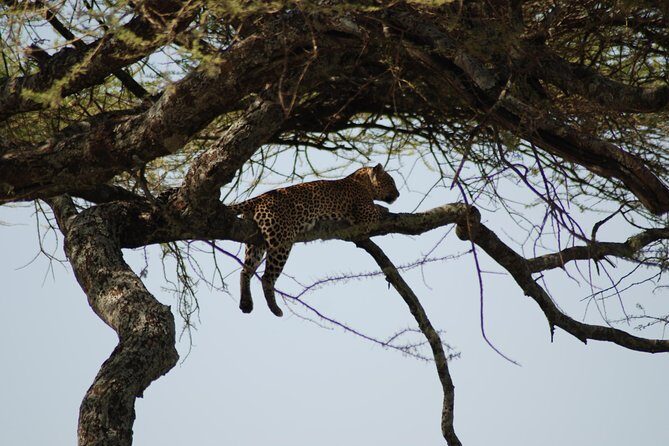 5 Days Tanzania Safari from Mwanza to Arusha - A Closer Look at the Itinerary