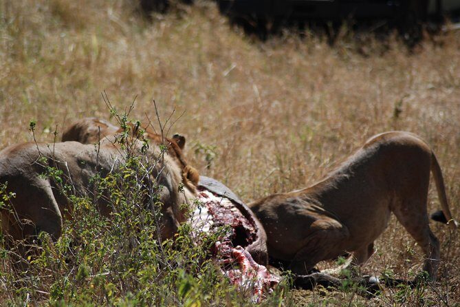 5 Days Tanzania Safari from Mwanza to Arusha - The Sum Up
