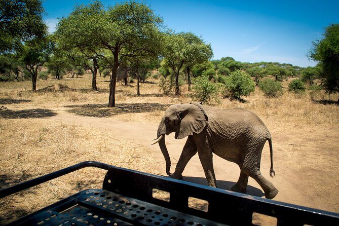 5 Days Tanzania Safari Great Wildebeest Migration - Overview of the Tour and Its Highlights