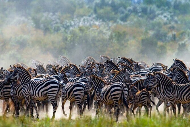 5 Days Tanzania Safari Great Wildebeest Migration - Who This Tour Is Best For