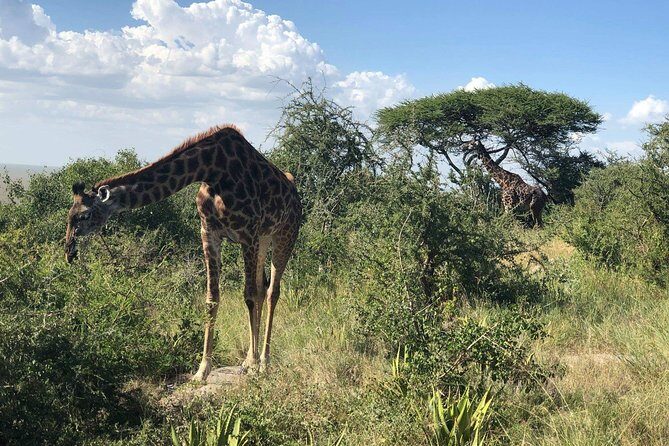 5 Days Tanzania Safari - Migration and Big 5 Safaris - A Detailed Look at the 5-Day Itinerary