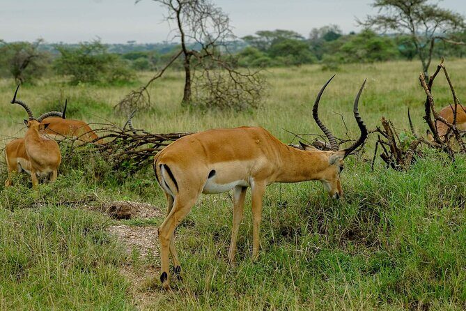 5 Days Tanzania Safari - Migration and Big 5 Safaris - FAQs