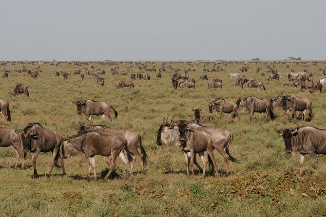 5 Days Tanzania Safari- Tarangire Np, Serengeti Np and Ngorongoro Crater - Authentic Insights from Reviewers