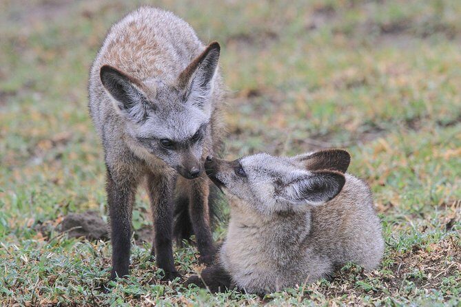 5 Days Tanzania Safari- Tarangire Np, Serengeti Np and Ngorongoro Crater - The Sum Up: Who Will Love This Safari?