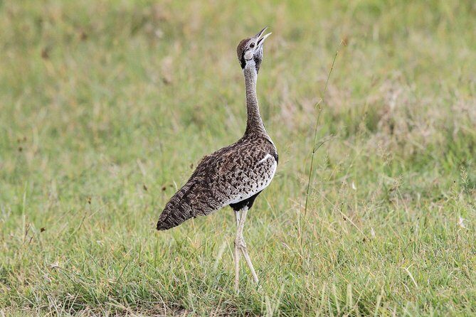 5 Days Tanzania Safari- Tarangire Np, Serengeti Np and Ngorongoro Crater - FAQ