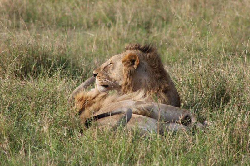 5 Days Tanzania Safari | Tarangire, Serengeti, Ngorongoro - Key Points