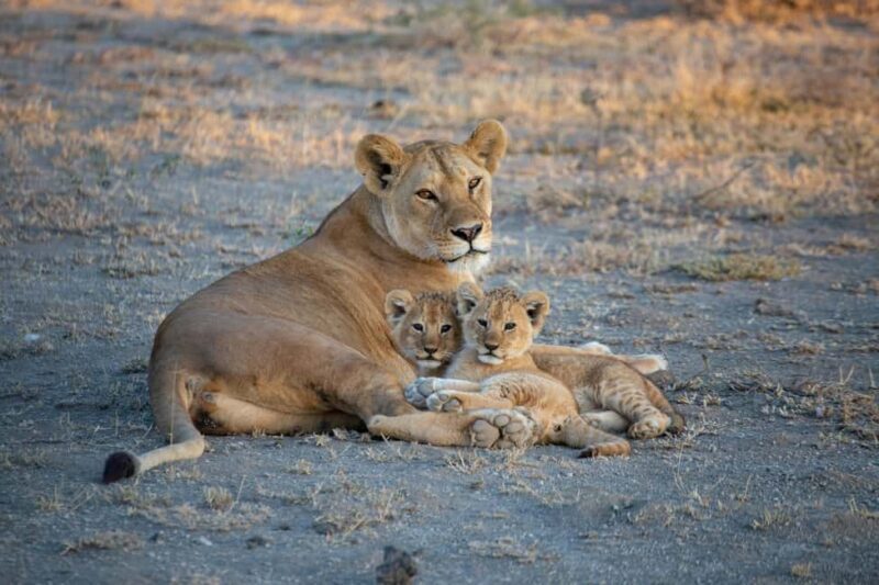5 Days Tanzania Safari | Tarangire, Serengeti, Ngorongoro - Setting the Scene: The 5-Day Tanzanian Safari Experience