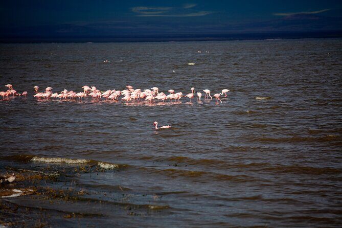 5 Days Tanzania Safaris Tarangire, Ngorongoro, and Serengeti. - FAQ