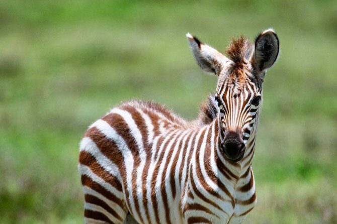 5 days Tanzania wilderness Camping tour. - The Practical Side: Transportation, Group Size, and Timing