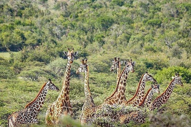 5 days Tanzania wilderness Camping tour. - Authenticity and Comfort: What You Need to Know