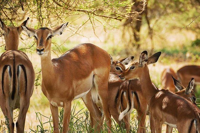 5 days Tanzania wilderness Camping tour. - FAQs