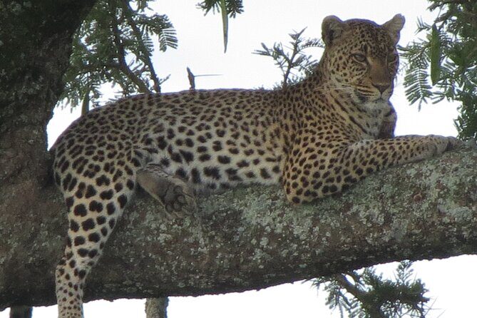 5 Days Tanzania Wildlife Safari Private Tour - The Sum Up
