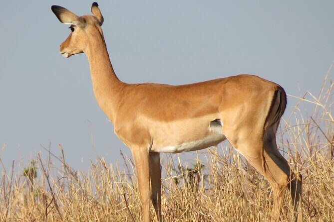 5 Days Tanzania Wildlife Safari Private Tour - FAQ