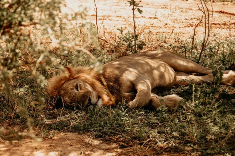 5 Days Tarangire, Ngorongoro & Serengeti National Park - Key Points
