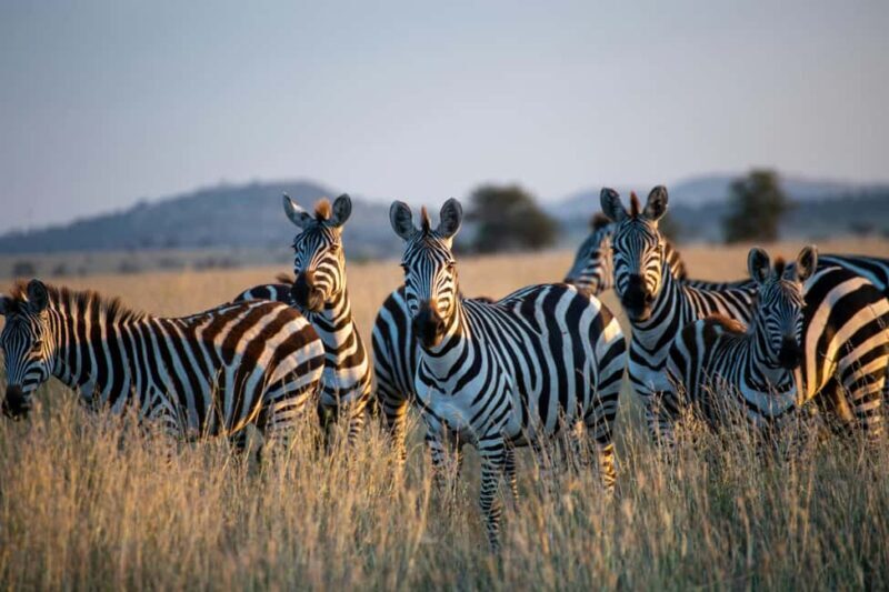 5 Days Tarangire, Ngorongoro & Serengeti National Park - An In-depth Look at Your 5-Day Tanzanian Safari