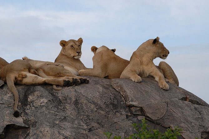 5 days Tarangire Serengeti and Ngorongoro Crater Tanzania - What Travelers Say