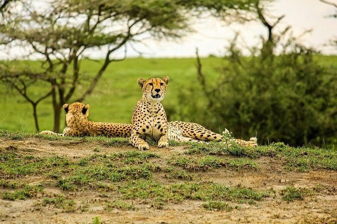 5 days Tarangire Serengeti and Ngorongoro Crater Tanzania - Final Thoughts