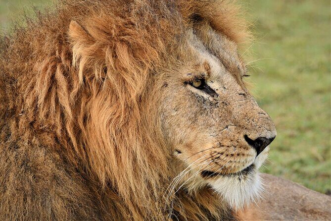 5-days Tarangire-Serengeti-Ngorongoro Safari - Final Words