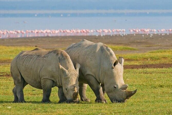 5 Days Tour at East Africa Safari Lake Nakuru and Lake Naivasha - An In-Depth Look at the 5-Day Safari Experience