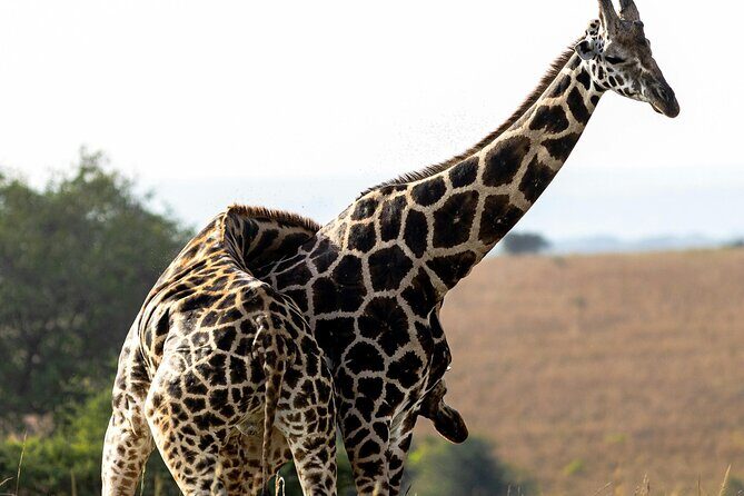 5 Days Tour at East Africa Safari Lake Nakuru and Lake Naivasha - FAQ