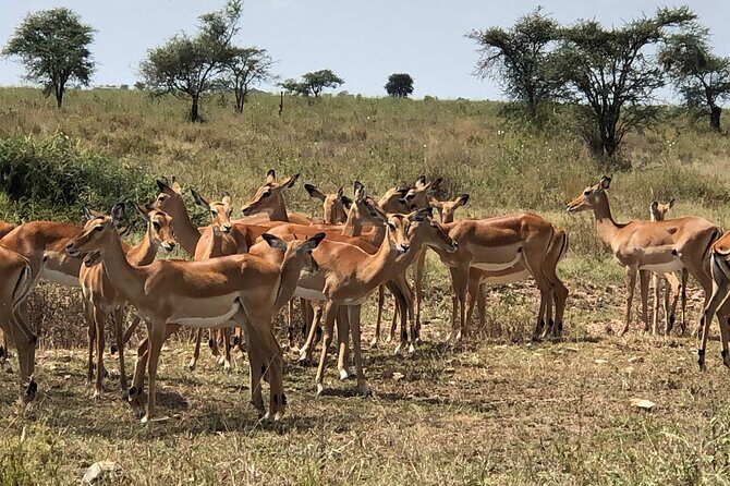 5 days Tour Tarangire, Serengeti, Ngorongoro Crater & Lake Manyara Park-Midrange - Who Is This Tour Best Suited For?