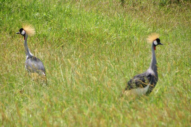 5 days Tour Tarangire, Serengeti, Ngorongoro Crater & Lake Manyara Park-Midrange - FAQ: Practical Questions About the Tour