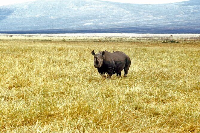 5 days Tour Tarangire, Serengeti, Ngorongoro Crater & Lake Manyara Park-Midrange - Final Thoughts