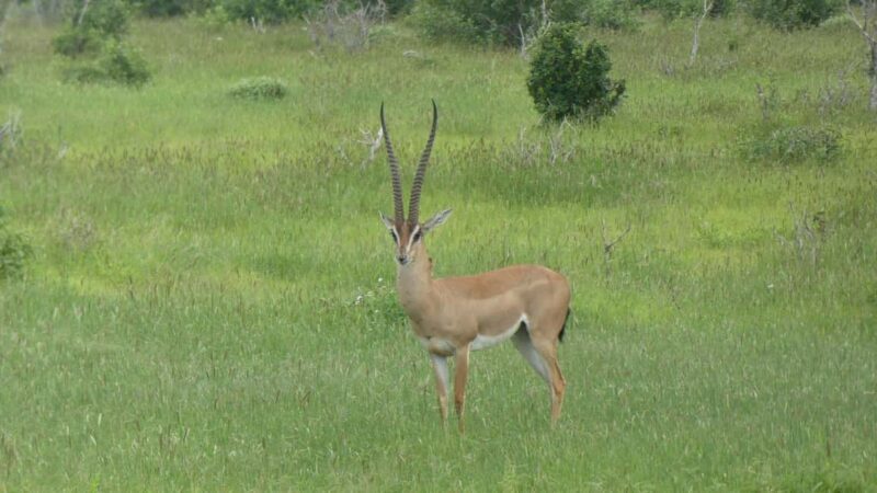 5 days Tsavo East, West, Amboseli & Saltlick lodge safari - The Sum Up: Who should consider this safari?