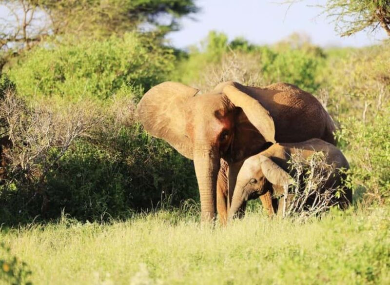 5 days Tsavo East/West and Saltlick Lodge Safari - FAQ