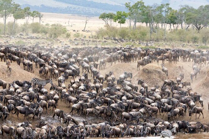 5 Days Uganda Gorillas and Masai Mara Comfort Wildlife Safari - What Makes This Tour Stand Out?