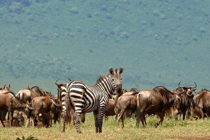 5 Days Under Serengeti Skies Tour - The Value of Guided Tours in Tanzania